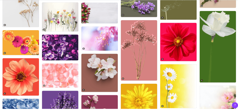 Canvaで花と検索して出てくる有料写真